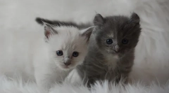 Kako poklicati mačko ali mačko, imena za fante in dekleta